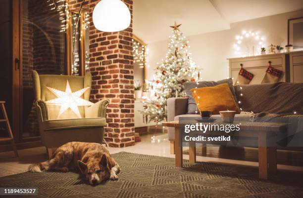 dogs winter day - cosy christmas stock pictures, royalty-free photos & images