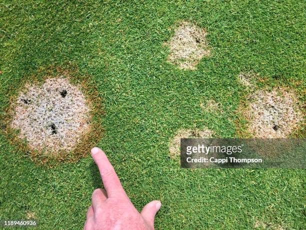pink snow mold fungus on golf course putting green - fungal mold stockfoto's en -beelden