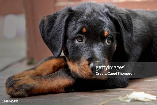 873 Miniature Rottweiler Stock Photos, High-Res Pictures, and Images ...