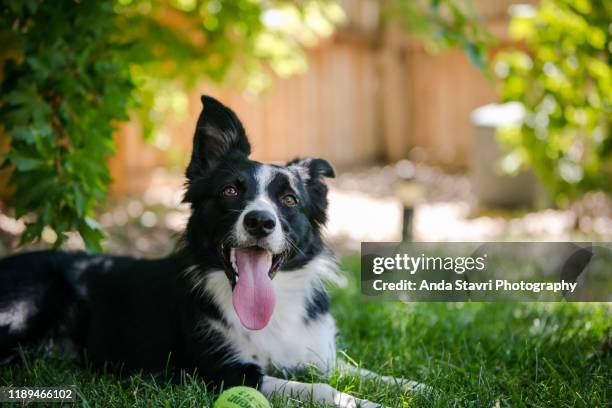 border collie dog relaxing in grass with tennis ball - hecheln stock-fotos und bilder