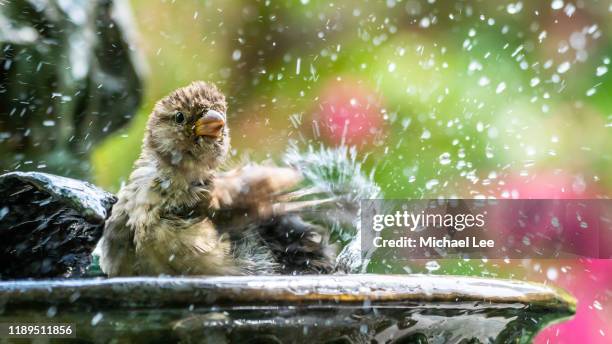 Bird Splash 214 Bird Bath Splash Stock Photos, High-Res Pictures, and Images ...