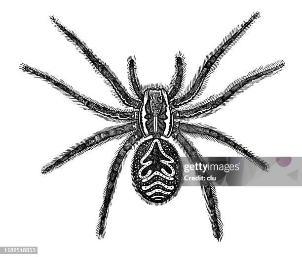 tarantula spider - tarantula stock illustrations