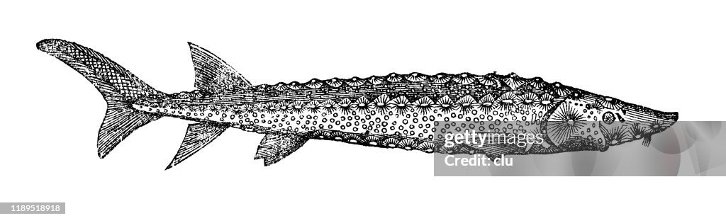 Sturgeon