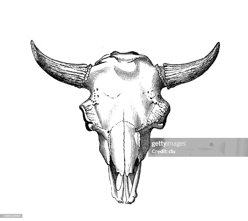 Skull of the aurochs