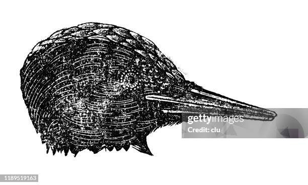 16 Ilustraciones de Pájaro Carpintero Negro - Getty Images 16 Ilustraciones de Pájaro Carpintero Negro - Getty Images