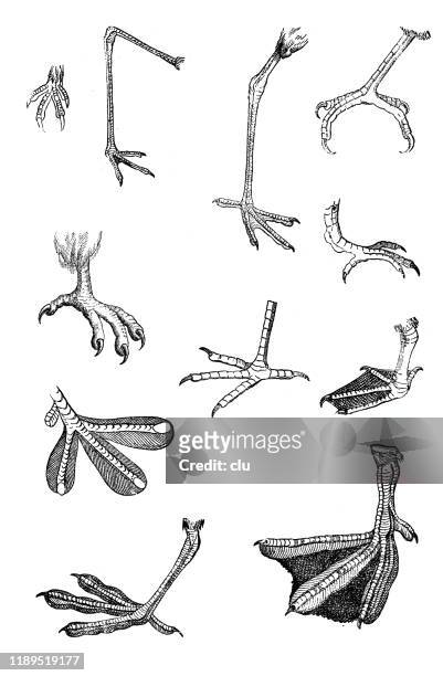 legs and claws of different birds - animal leg stock illustrations