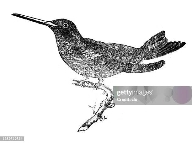 ilustrações, clipart, desenhos animados e ícones de beija-flor - hummingbird