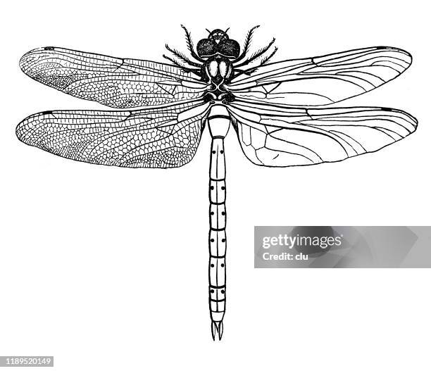 dragonfly - odonata stock illustrations