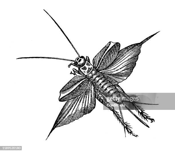 cricket beetle - cricket insect stock illustrations