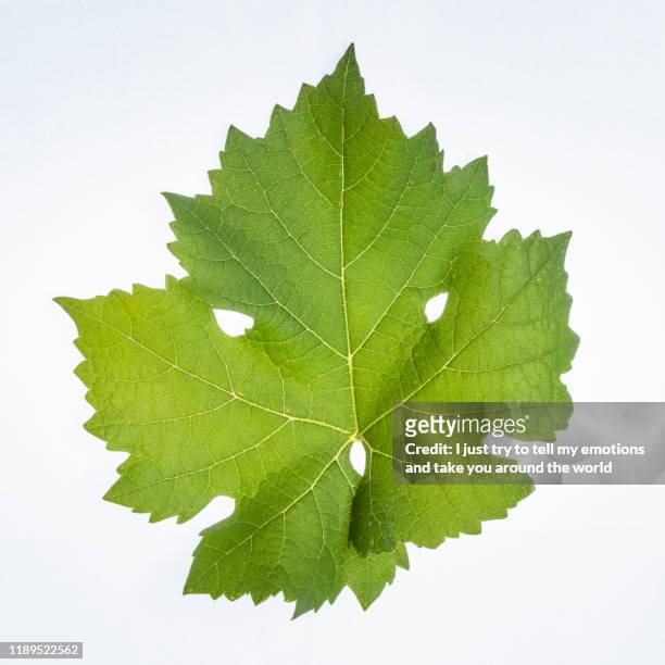 carmenere leaf - vineyard leafs foto e immagini stock