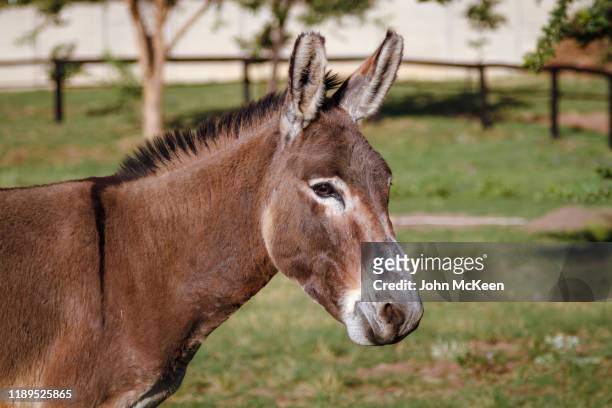 donkey portrait - mules ストックフォトと画像