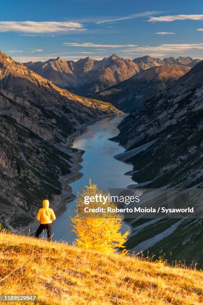 hiker admiring livigno lake in autumn, lombardy, italy - single tree stock pictures, royalty-free photos & images