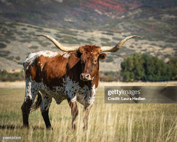 longhorn steer in his element - texas longhorns stockfoto's en -beelden