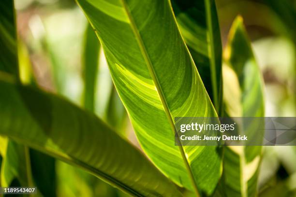 shell ginger leaves - alpinia zerumbet stock pictures, royalty-free photos & images