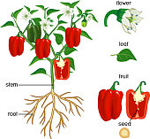 Parts of plant. Morphology of pepper plant with green leaves, red fruits, flowers and root system isolated on white background
