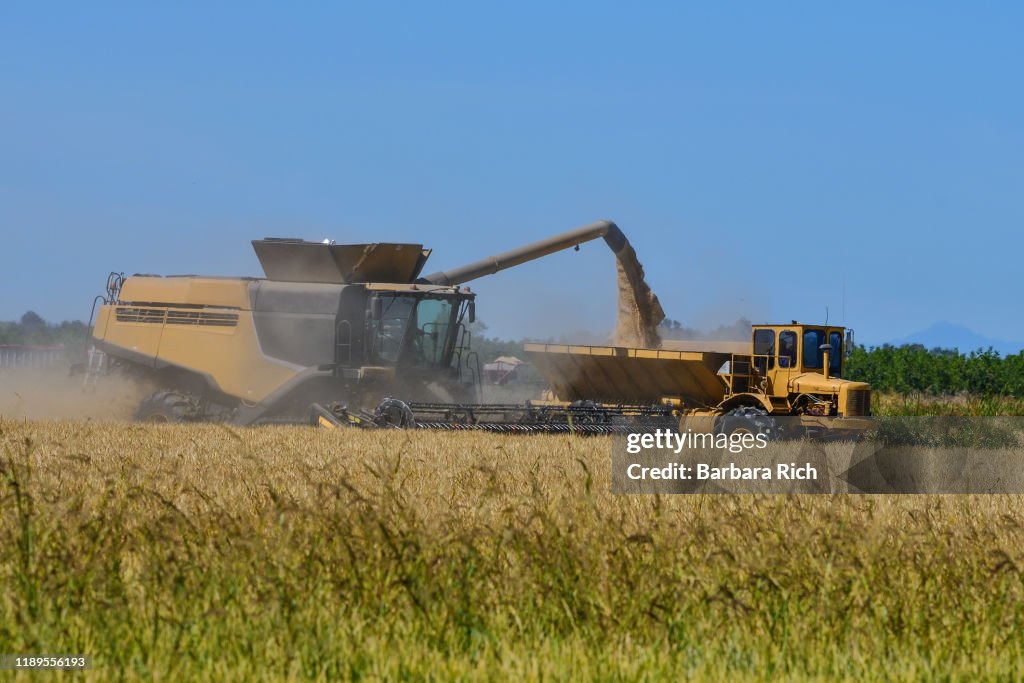 Transferring Rough Rice Rice Harvester Transferring Its Payload Into The Bank Out Wagon High ...