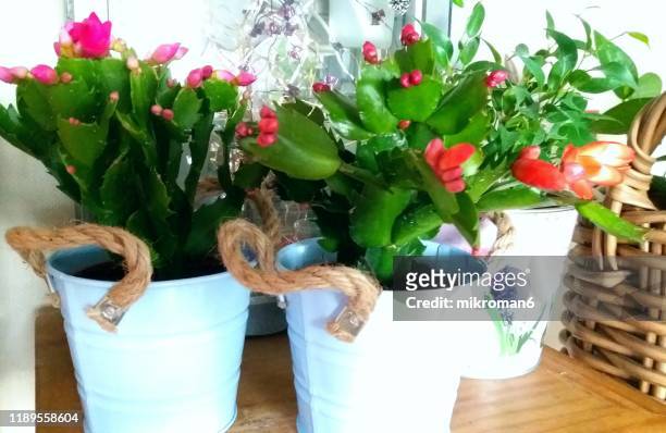 christmas cactus, thanksgiving cactus - christmas cactus stock pictures, royalty-free photos & images