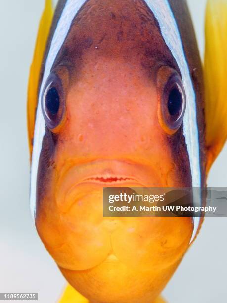 nemo face - amphiprion akallopisos stock pictures, royalty-free photos & images