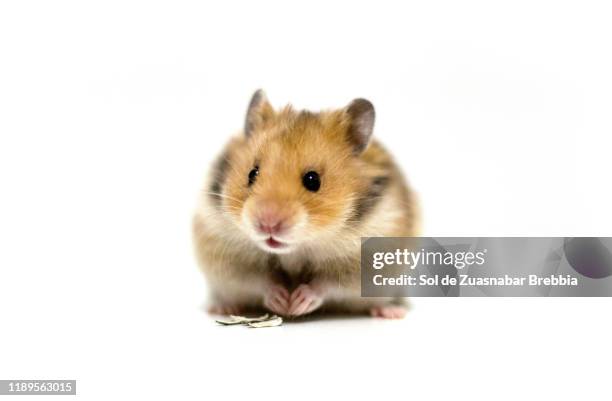 beautiful and friendly brown syrian hamster on a white background - golden hamster - fotografias e filmes do acervo