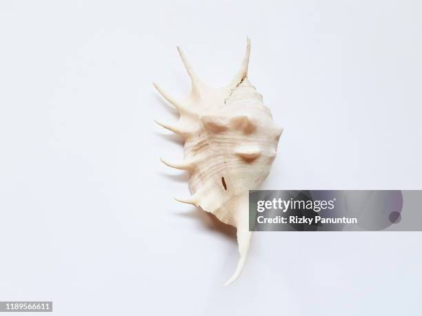 close-up of conch shell on white background - muschel close up studioaufnahme stock-fotos und bilder