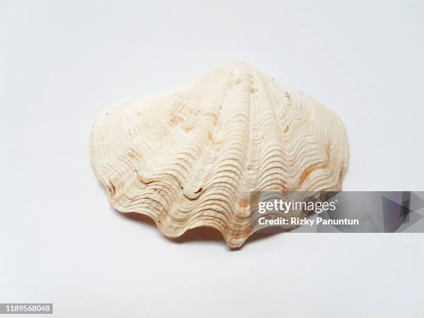 scallop isolated on white background - seashell texture stock pictures, royalty-free photos & images