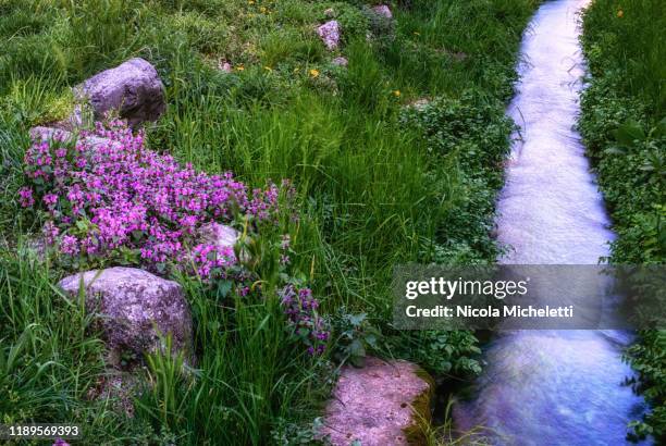 little stream - nickola beck stock pictures, royalty-free photos & images