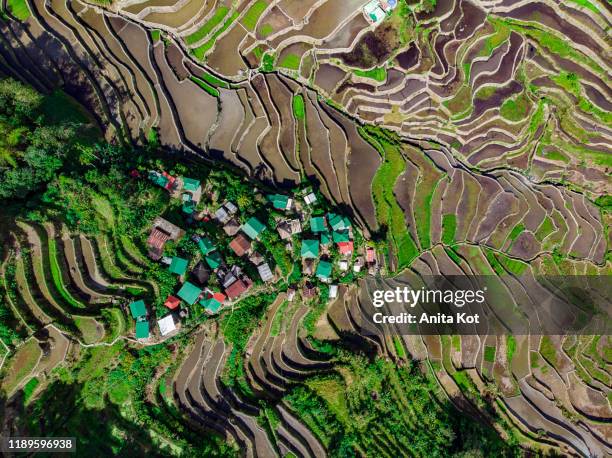 rice terraces drone shot - un animal stock pictures, royalty-free photos & images