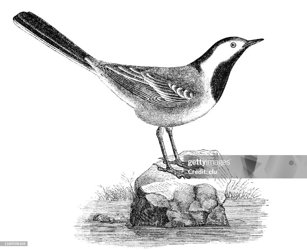 White wagtail