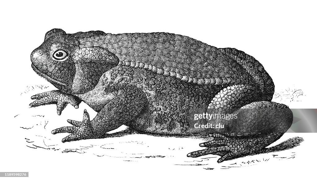 Toad Shape Toad High-Res Vector Graphic - Getty Images