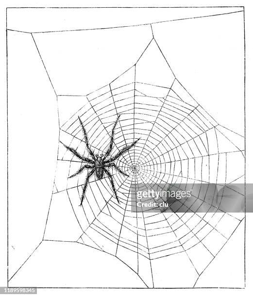 702 Cartoon Spider Web Photos and Premium High Res Pictures - Getty Images