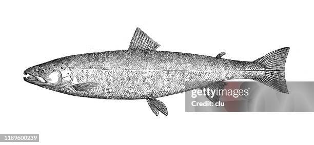 1 322点のサーモンイラスト素材 Getty Images 1 322点のサーモンイラスト素材 Getty Images
