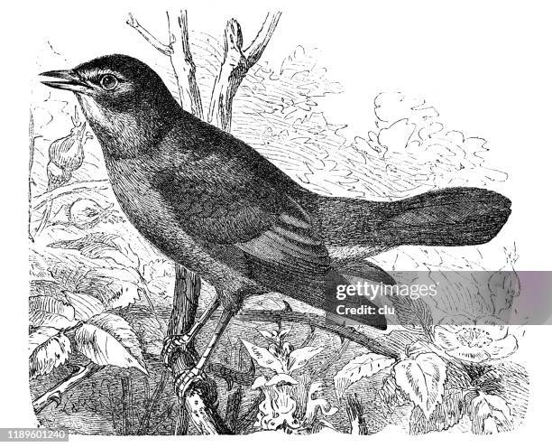 ilustraciones, imágenes clip art, dibujos animados e iconos de stock de ruiseñor - nightingale