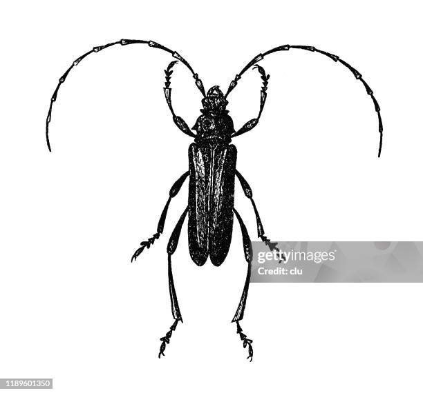 moschusbock, musk beetle - white musk stock illustrations