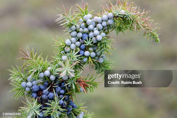 juniper with berries ( juniperus communis ) - juniper berries stock pictures, royalty-free photos & images