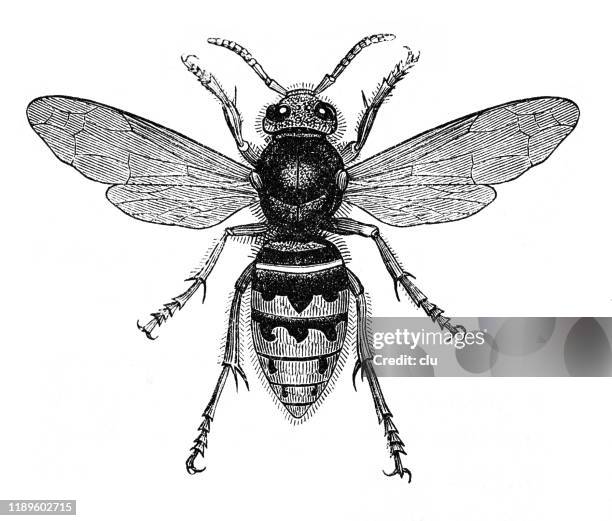 hornet - hornet stock illustrations