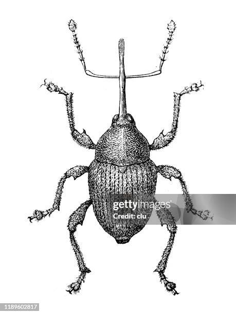 Filbert Weevil Insect Filbert Cartoon Photos and Premium High Res Pictures - Getty Images