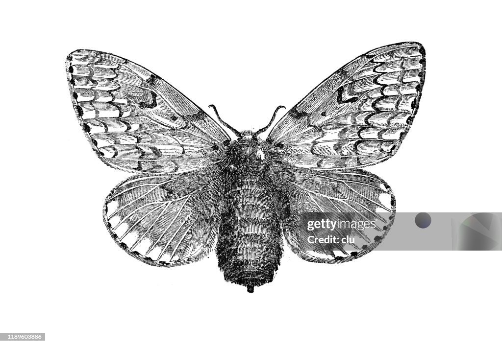 Gypsy moth