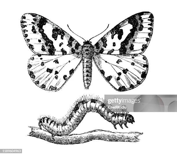 140 Caterpillar Cartoon Photos and Premium High Res Pictures - Getty Images 140 Caterpillar Cartoon Photos and Premium High Res Pictures - Getty Images