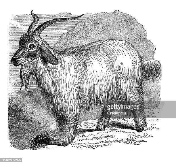 ilustrações, clipart, desenhos animados e ícones de cabra da caxemira - caxemira