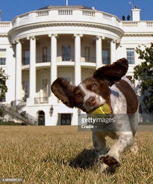 This picture released 31 January 2001 by the US White House shows the family pet of US President George W. Bush, Spot, a English Springer Spaniel,...
