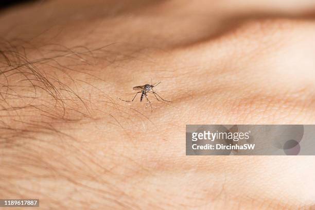 aedes aegypti. - aedes aegypti stock pictures, royalty-free photos & images
