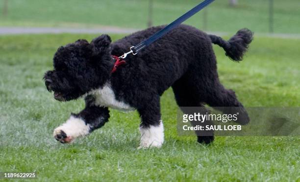 President Barack Obama family's new six-month old Portuguese water dog Bo runs on the South Lawn of the White House in Washington, DC, on April 14,...