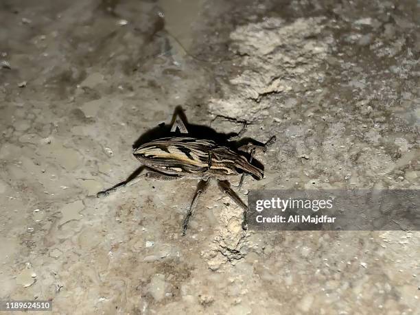 kissing bug - assassin bug 個照片及圖片檔