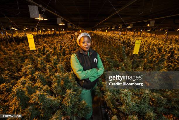 Kekeletso Lekaota, a grower at MG Health Ltd., poses for a photograph alongside cannabis plants in the greenhouse at the MG Health Ltd. Growing...