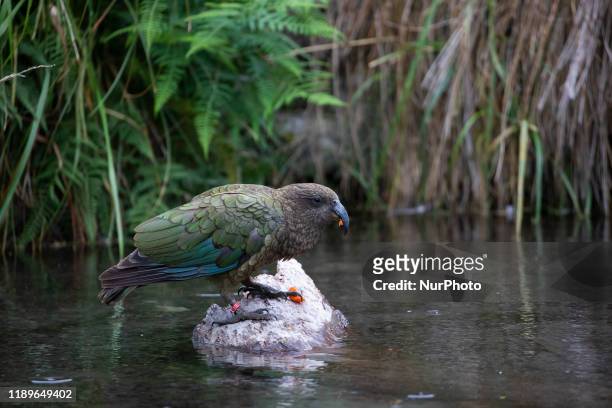 Kea eats fruits at Willowbank Wildlife Reserve in Christchurch, New Zealand on December 20, 2019. The Kea is a native New Zealand bird and it is...