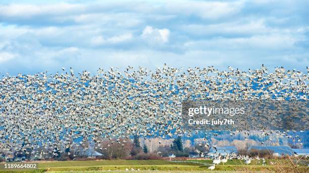 murmuration der kanadischen schneegänse im skagit valley - schneegans stock-fotos und bilder