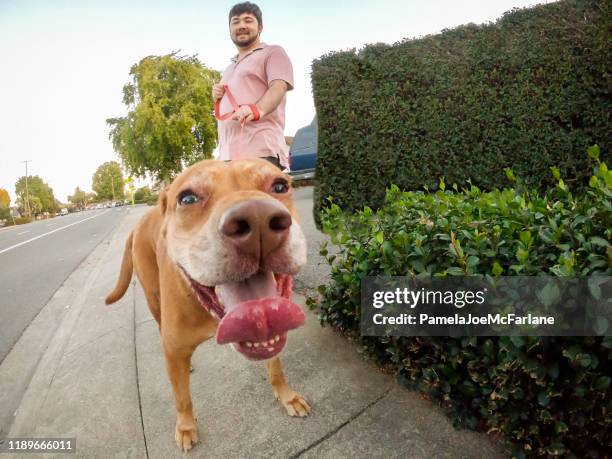multi-ethnic young man walking friendly mixed breed dog, residential street - verwaltungsbezirk santa clara county kalifornien stock-fotos und bilder