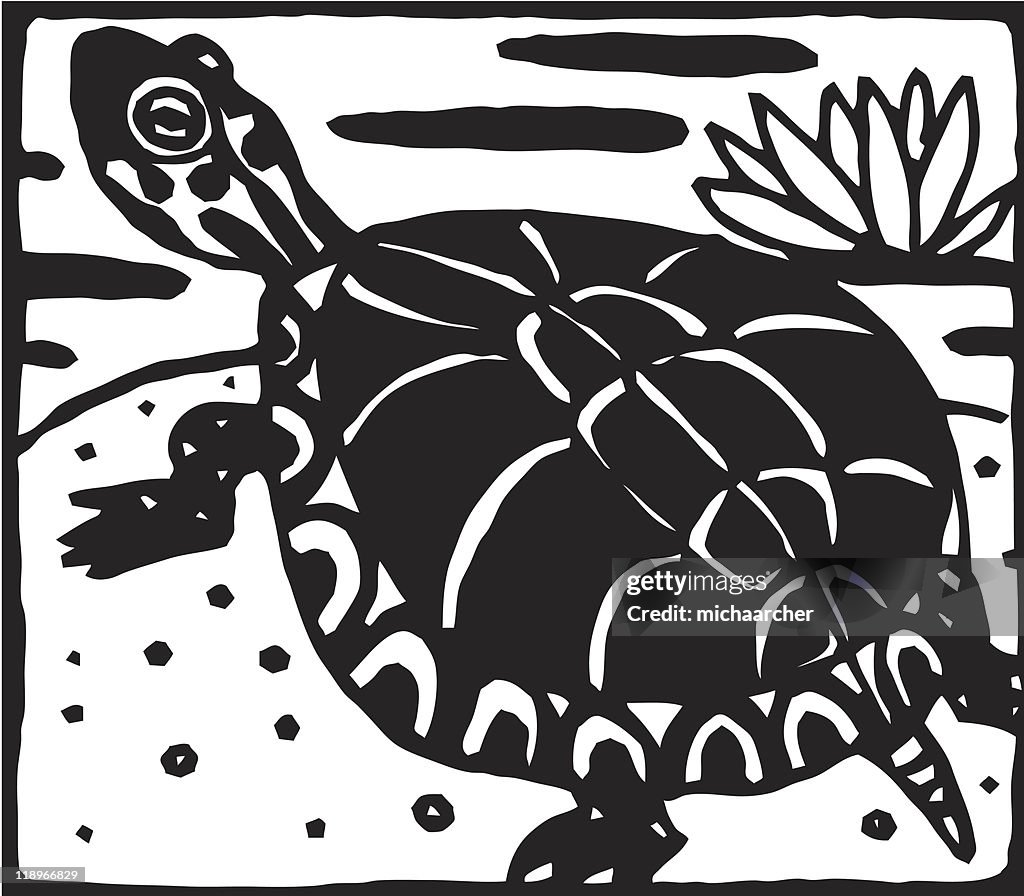 Turtle on a rock