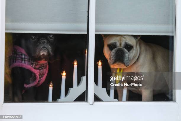 View of two dogs looking out window decorated for Christmas, in Ranelagh. On Friday, December 20 in Dublin, Ireland.