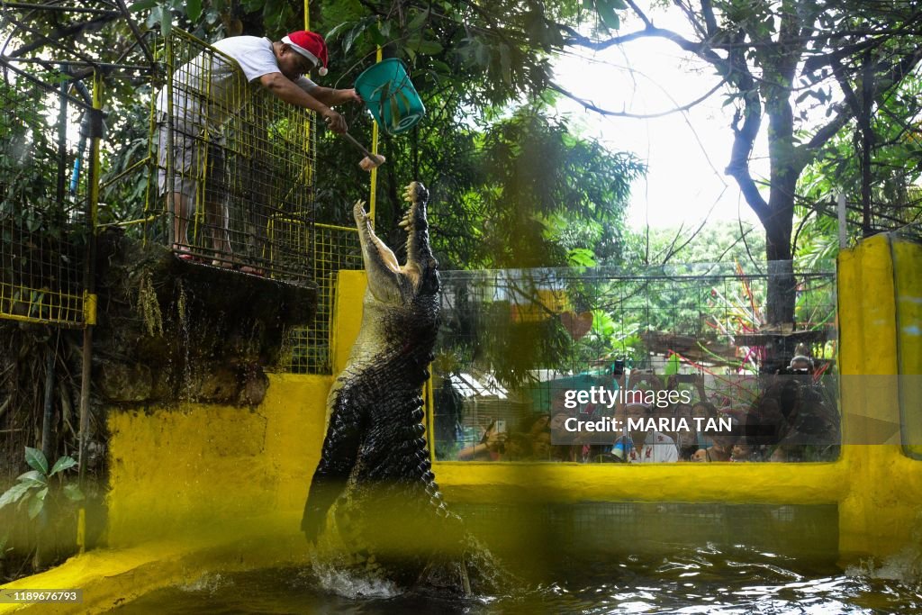 TOPSHOT-PHILIPPINES-ANIMALS-CHRISTMAS